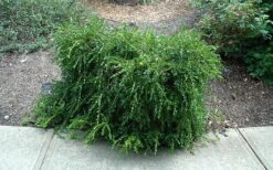 Unraveled Weeping Boxwood - 3 Gallon Pot -Garden Plants buxus sempervirens unraveled weeping boxwood 7
