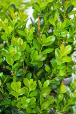 Winterstar Boxwood - 2 Gallon Pot -Garden Plants buxus winterstar boxwood 1