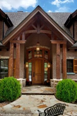 Winterstar Boxwood - 2 Gallon Pot -Garden Plants buxus winterstar boxwood 3