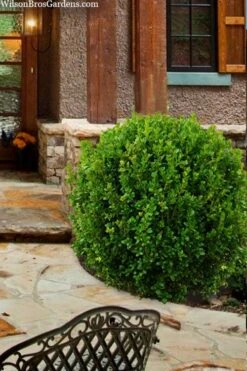 Winterstar Boxwood - 1 Gallon Pot -Garden Plants buxus winterstar boxwood 4 1
