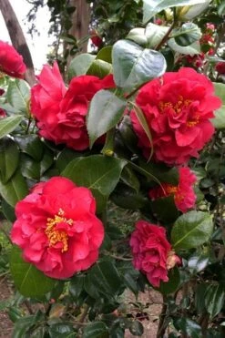 Turandot Camellia Japonica - 7 Gallon Pot 7 Turandot Camellia Japonica - 7 Gallon Pot -Garden Plants caellia turandot 20
