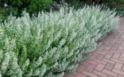 White Cloud Calamint - 5 Pack Of Quart Pots 11 White Cloud Calamint - 5 Pack Of Quart Pots -Garden Plants calamint white cloud 1 1
