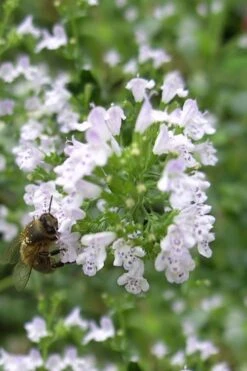 White Cloud Calamint - 1 Gallon Pot -Garden Plants calamint white cloud 4