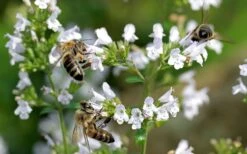 White Cloud Calamint - 5 Pack Of Quart Pots 12 White Cloud Calamint - 5 Pack Of Quart Pots -Garden Plants calamint white cloud 5 1
