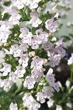White Cloud Calamint - 1 Gallon Pot -Garden Plants calamint white cloud 6