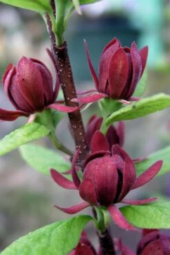 Simply Scentsational Sweetshrub (Calycanthus ) - 1 Gallon Pot -Garden Plants calycanthus simply scentsational sweet shrub 3