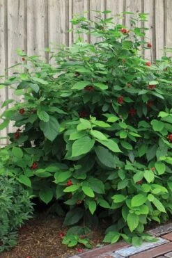 Simply Scentsational Sweetshrub (Calycanthus ) - 1 Gallon Pot -Garden Plants calycanthus simply scentsational sweet shrub 4