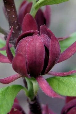 Simply Scentsational Sweetshrub (Calycanthus ) - 1 Gallon Pot -Garden Plants calycanthus simply scentsational sweet shrub 7