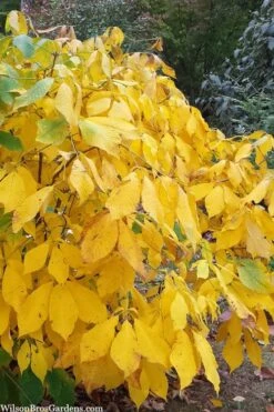 Simply Scentsational Sweetshrub (Calycanthus ) - 1 Gallon Pot -Garden Plants calycanthus simply scentsational sweet shrub 8