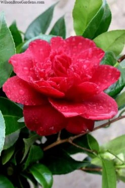 Altheaflora Camellia - 3 Gallon Pot 7 Altheaflora Camellia - 3 Gallon Pot -Garden Plants camellia altheaflora 1