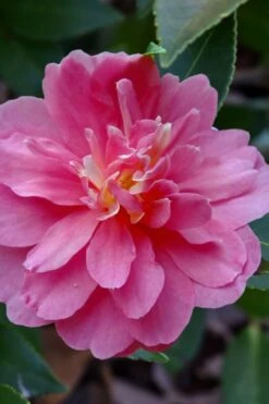 Autumn Spirit Camellia - Hybrid - 1 Gallon Pot -Garden Plants camellia autumn spirit 21