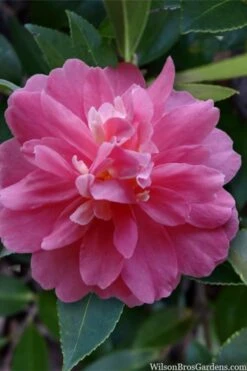 Autumn Spirit Camellia - Hybrid - 1 Gallon Pot -Garden Plants camellia autumn spirit 22