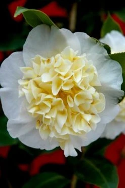 Brushfield Yellow Camellia Japonica - 3 Gallon Pot -Garden Plants camellia brushfield yellow 25