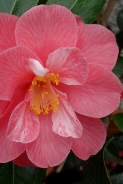 Coral Delight Camellia Hybrid - 3 Gallon Pot -Garden Plants camellia coral delight 3