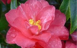 Coral Delight Camellia Hybrid - 3 Gallon Pot -Garden Plants camellia coral delight 5