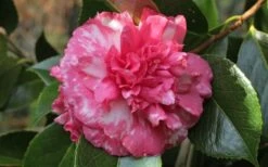 Sacred Dance Camellia Japonica 'Daikagura' - 3 Gallon Pot -Garden Plants camellia daikagura 20
