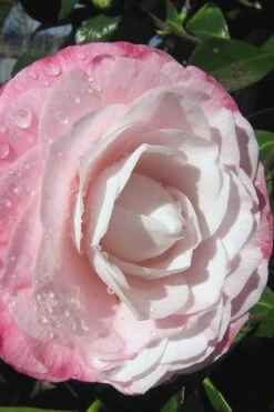 Desire Camellia Japonica - 1 Gallon Pot -Garden Plants camellia desire 2