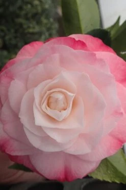 Desire Camellia Japonica - 1 Gallon Pot -Garden Plants camellia desire 3