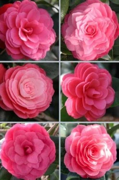 April Kiss Pink Double Flowered Camellia Japonica - 3 Gallon Pot 9 April Kiss Pink Double Flowered Camellia Japonica - 3 Gallon Pot -Garden Plants camellia japonica april kiss 102