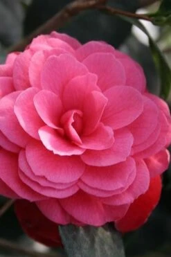 April Kiss Pink Double Flowered Camellia Japonica - 3 Gallon Pot 8 April Kiss Pink Double Flowered Camellia Japonica - 3 Gallon Pot -Garden Plants camellia japonica april kiss 103