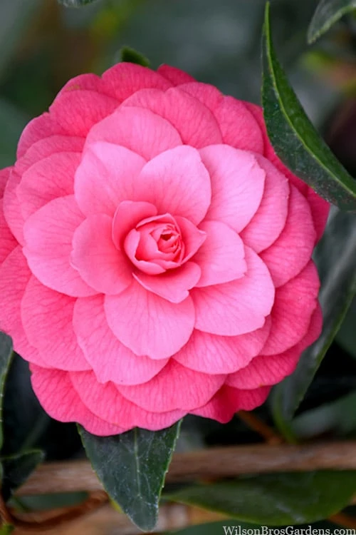 April Kiss Pink Double Flowered Camellia Japonica - 3 Gallon Pot 1 April Kiss Pink Double Flowered Camellia Japonica - 3 Gallon Pot
