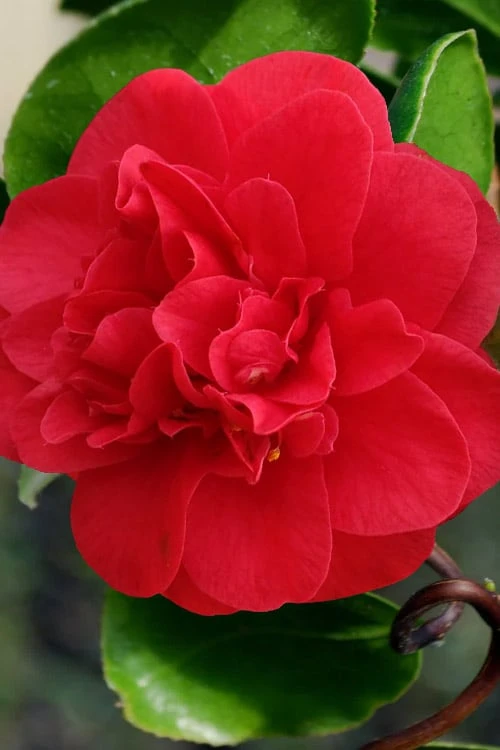 Curly Lady Camellia Japonica - 1 Gallon Pot 9 Curly Lady Camellia Japonica - 1 Gallon Pot - Image 9