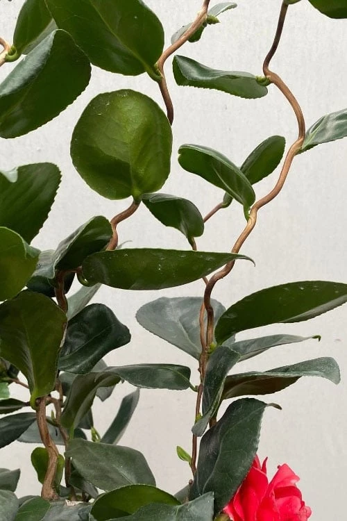Curly Lady Camellia Japonica - 1 Gallon Pot 8 Curly Lady Camellia Japonica - 1 Gallon Pot - Image 8
