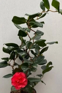 Curly Lady Camellia Japonica - 1 Gallon Pot 13 Curly Lady Camellia Japonica - 1 Gallon Pot -Garden Plants camellia japonica curly lady 8