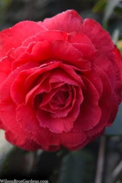 Rosea Superba Sport Camellia - 3 Gallon Pot -Garden Plants camellia japonica rosea superba 1