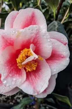 Sadaharu Oh Camellia - 3 Gallon Pot 11 Sadaharu Oh Camellia - 3 Gallon Pot -Garden Plants camellia japonica sadaharu oh 100 1