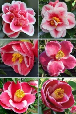 Sadaharu Oh Camellia - 7 Gallon Pot (3-4') -Garden Plants camellia japonica sadaharu oh 102