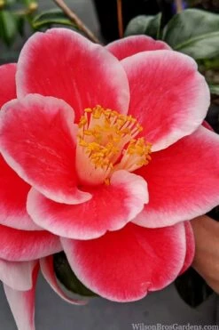 Sadaharu Oh Camellia - 3 Gallon Pot