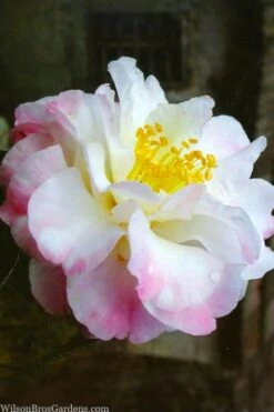 Star Above Star Camellia Sasanqua - 3 Gallon Pot