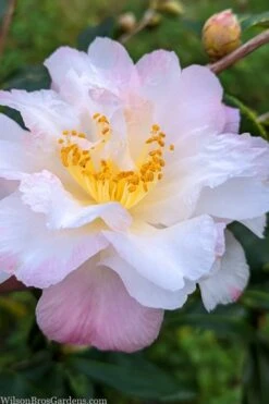 Star Above Star Camellia Sasanqua - 3 Gallon Pot -Garden Plants camellia japonica star above star 2