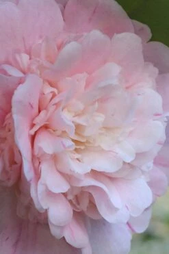 Thompsonii Camellia Japonica - 3 Gallon Pot -Garden Plants camellia japonica thompsonii 2