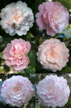 Thompsonii Camellia Japonica - 3 Gallon Pot -Garden Plants camellia japonica thompsonii 4