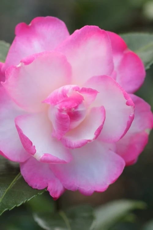 Leslie Ann Camellia Sasanqua - 6 Pack Of 1 Gallon Pots 1 Leslie Ann Camellia Sasanqua - 6 Pack Of 1 Gallon Pots