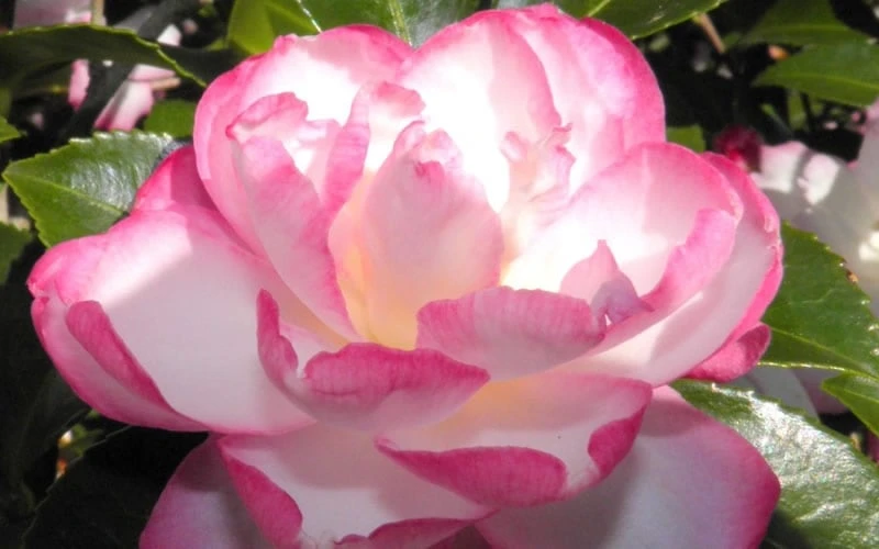 Leslie Ann Camellia Sasanqua - 6 Pack Of 1 Gallon Pots 4 Leslie Ann Camellia Sasanqua - 6 Pack Of 1 Gallon Pots - Image 4