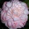 Little Susie Camellia - 1 Gallon Pot