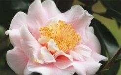 Moonlight Bay Camellia Japonica - 3 Gallon Pot 11 Moonlight Bay Camellia Japonica - 3 Gallon Pot -Garden Plants camellia moonlight bay 3