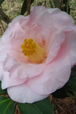 Moonlight Bay Camellia Japonica - 3 Gallon Pot 9 Moonlight Bay Camellia Japonica - 3 Gallon Pot -Garden Plants camellia moonlight bay 5