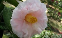 Moonlight Bay Camellia Japonica - 3 Gallon Pot 10 Moonlight Bay Camellia Japonica - 3 Gallon Pot -Garden Plants camellia moonlight bay 6