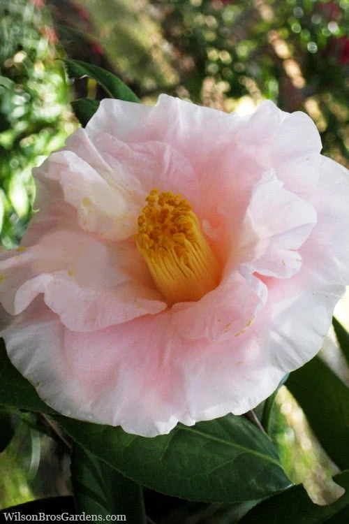 Moonlight Bay Camellia Japonica - 3 Gallon Pot 1 Moonlight Bay Camellia Japonica - 3 Gallon Pot