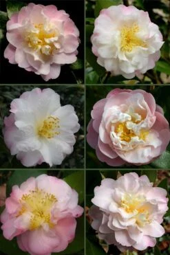 Nina Avery Camellia - 1 Gallon Pot 9 Nina Avery Camellia - 1 Gallon Pot -Garden Plants camellia nina avery 6