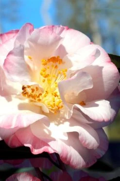 Omega Camellia Japonica - 3 Gallon Pot 8 Omega Camellia Japonica - 3 Gallon Pot -Garden Plants camellia omega 2