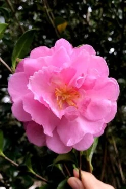 Our Linda Camellia - 3 Gallon Pot
