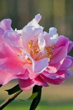 Our Linda Camellia - 3 Gallon Pot 8 Our Linda Camellia - 3 Gallon Pot -Garden Plants camellia our linda 7