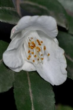 Parvilimba Camellia - 5 Gallon Pot