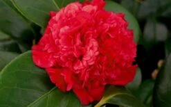 Professor Sargent Camellia Japonica - 1 Gallon Pot -Garden Plants camellia professor sargent bloom 1