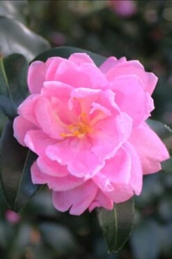 Sagamio Wabisuke Camellia - 3 Gallon Pot -Garden Plants camellia sagamio wabisuki 1